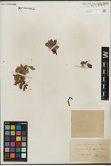 Foto von Salix kitaibeliana Willd.